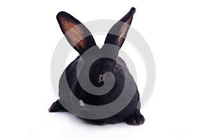 Small racy dwarf black bunny