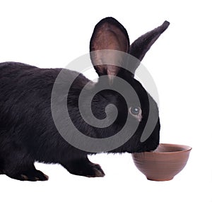 Small racy dwarf black bunny