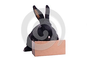 Small racy dwarf black bunny