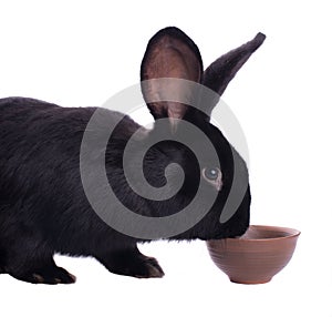 Small racy dwarf black bunny photo