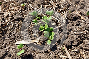 Small radish sprouts on the ground in the garden