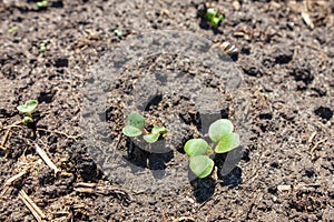 Small radish sprouts on the ground in the garden