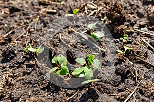 Small radish sprouts on the ground in the garden