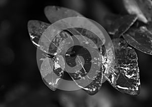 small rain wet leaves