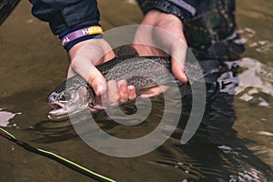 Small Rainbow Trout in the Spring