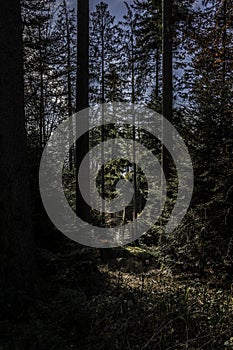 Small raised hide for hunting in the middle of the forest