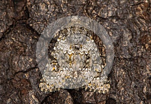 Small ranunculus & x28;Hecatera dysodea& x29; at rest on bark