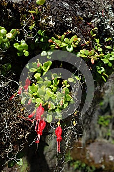 Small rare red flowers Chilean mitre flower or Mitraria growing on tree trunk close up
