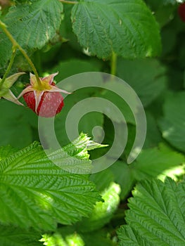 a small raspberry hid behind the leaves.  sweet treat.