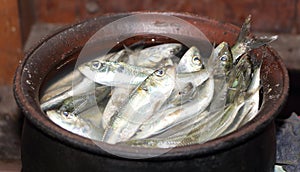 Small raw fish in a pot. Fish curry ingridient. India