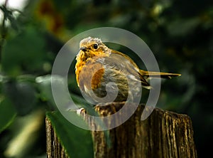 Small Readbreast Robin Sitting Attentive On Tree Stump In Forest