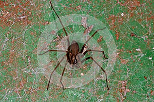 Small Recluse Spider