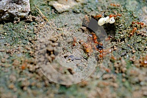 Small red ant working on ground in the garden Thailand.