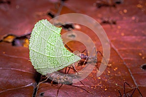 Small red ants cutting tree leafs, on the ground inside the forest in Cuyabeno National Park, in Ecuador