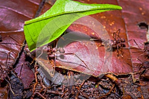 Small red ants cutting tree leafs, on the ground inside the forest in Cuyabeno National Park, in Ecuador