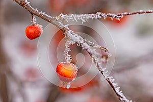 Small red apple with ice crystals cut off in winter