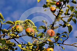 Small red apples on the old apple tree in the sunshine