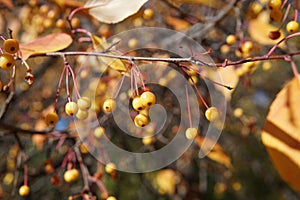 Small red apples of a variety Ranet on a tree. photo