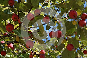 Small red apples of a variety Ranet on a tree. photo