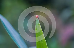 on a small red beetle oat leaf