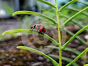 Small red beetles move to and fro in the wild grass looking for food