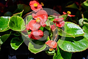 Small red begonia flowers with fresh green leaves in a garden pot in a sunny summer day, perennial flowering plants in the family