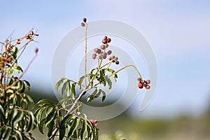 small red berries of angiosperm plant