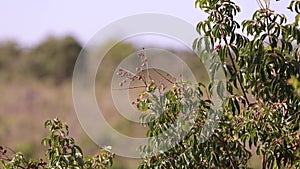 small red berries of angiosperm plant