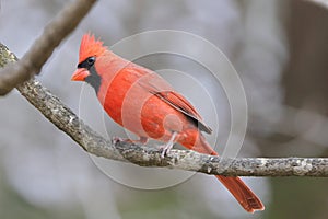 a small red bird perched on top of a tree branch