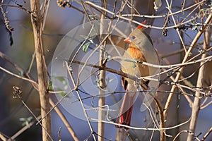 a small red bird sitting on top of a tree branch