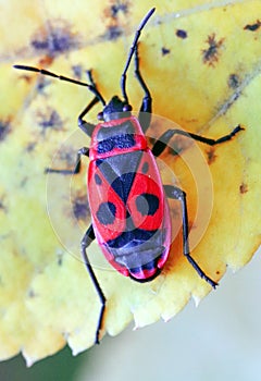 A small red and black firebug. Pyrrhocoris apterus on the tree leaf.
