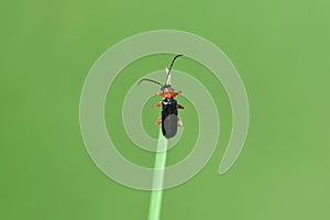 A small red and black soft beetle Cantharis pellucida climbs on a blade of grass against a green background in nature