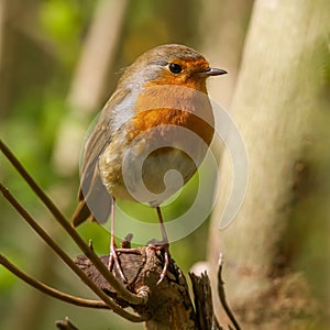 Small red-breasted Robin bird is perched atop a tree branch, its beady eyes gazing into the distance