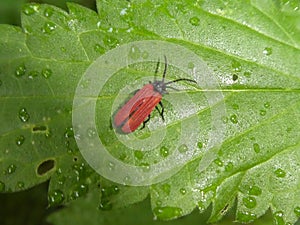 Small red brown bug beetle on a green leaf in the forest