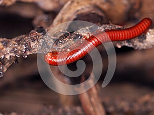 Small red brown millipede walking on rough texture