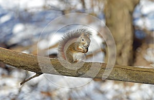 Small, red-brown squirrel perched on a tree branch, with snow-covered evergreens in the backdrop.
