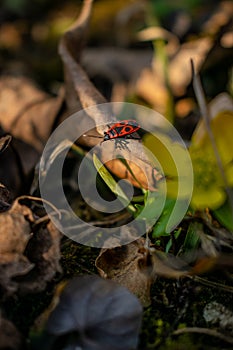 Small red bug that come on a leaf