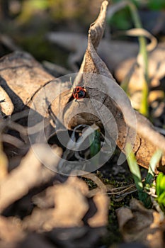Small red bug that come on a leaf