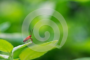 Small red bug on leaf and blurred background