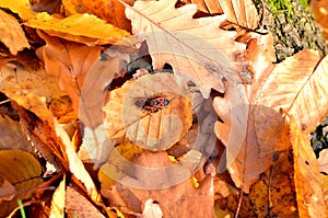 Small red bugs on leafs