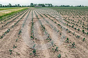 Small red cabbage plants in long converging rows on the farmland