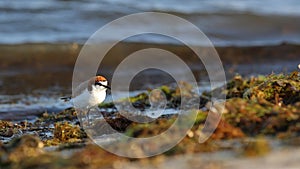 A small red capped plover on the rivers edge