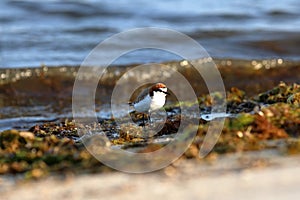 A small red capped plover on the rivers edge