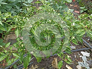 small red cayenne pepper plants