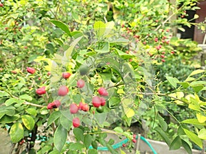 small red cherry fruit tree