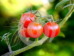 Small Red Cherry Tomatoes in the Garden