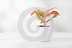 Small red chinese evergreen (Aglaonema creta)