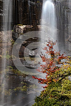 Small red colored tree in autumn stands in front of Whitewater Falls