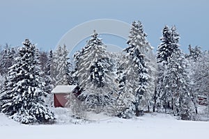 Small red cottage hiding between tall spruce trees