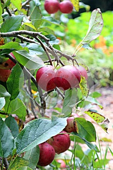 small red crab apples on the tree